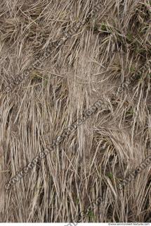 Grass Dead 0008